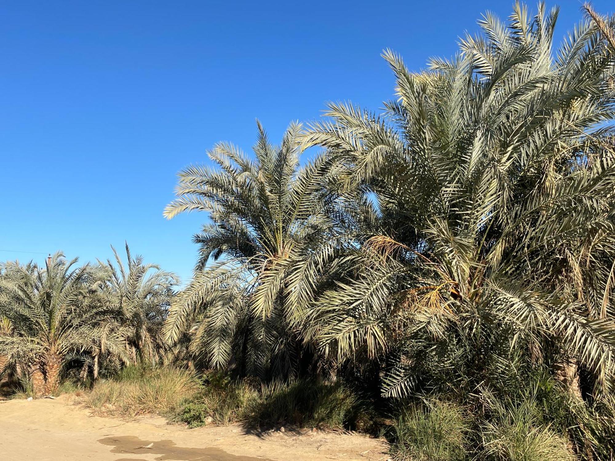 Отель Safari Camp Bahariya Oasis Бауити Экстерьер фото